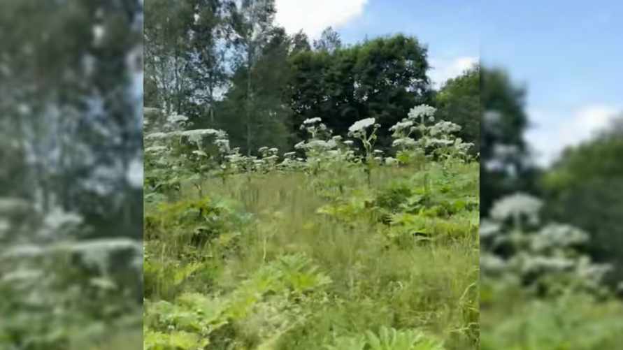 "Бегите от него" - Белоруска показала в TikTok "классное растение". Зрители не оценили