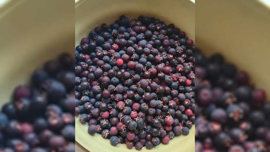 Эти знакомые с детства всем белорусам ягоды вызвали жаркие споры: "Всю жизнь они какалуша"