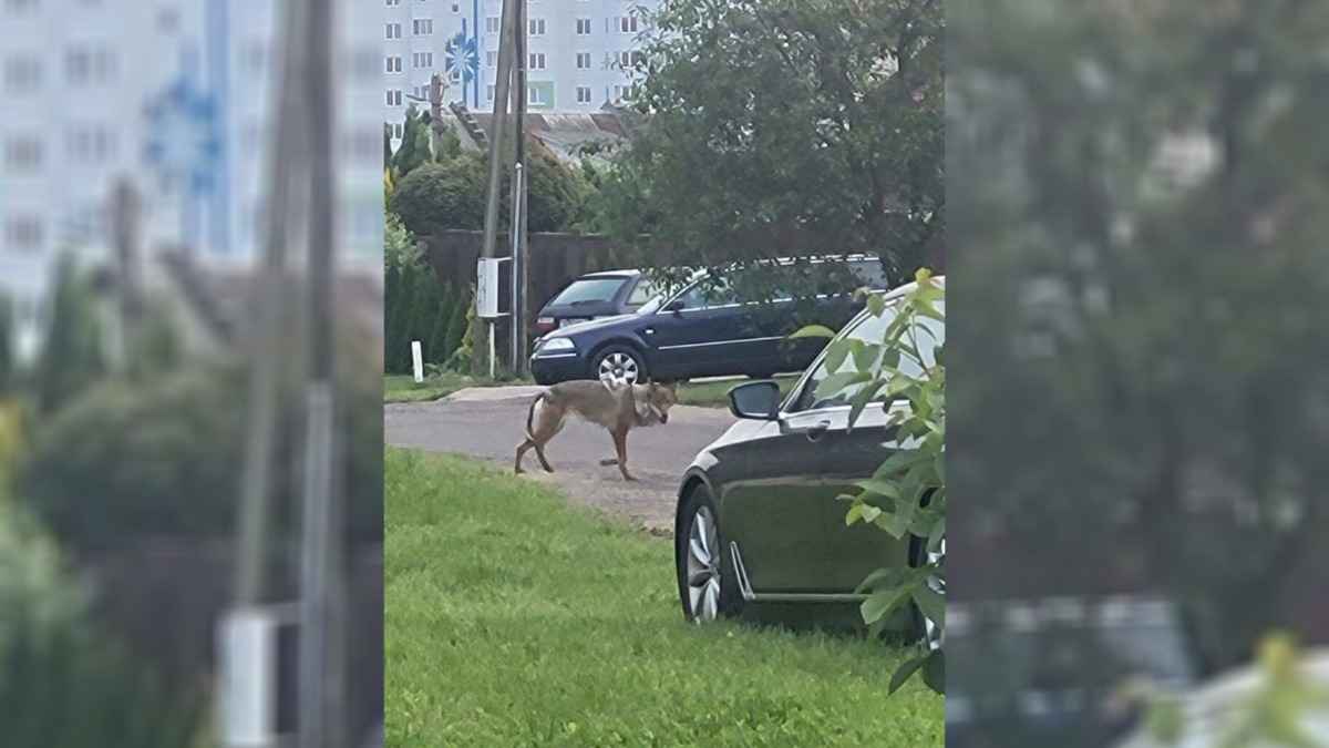 Жителей пригорода Минска напугало животное, похожее на волка. Эксперт уверены, что это не он