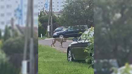 Жителей пригорода Минска напугало животное, похожее на волка. Эксперт уверены, что это не он