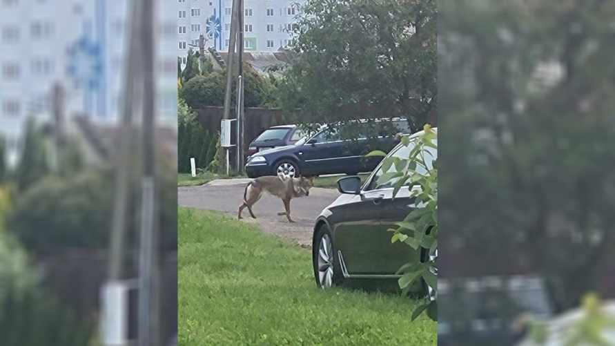 Жителей пригорода Минска напугало животное, похожее на волка. Эксперт уверены, что это не он