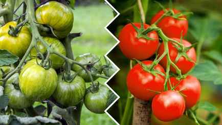 Томаты не краснеют? Вот 6 шагов, которые каждый белорус должен сделать в своей теплице в июле