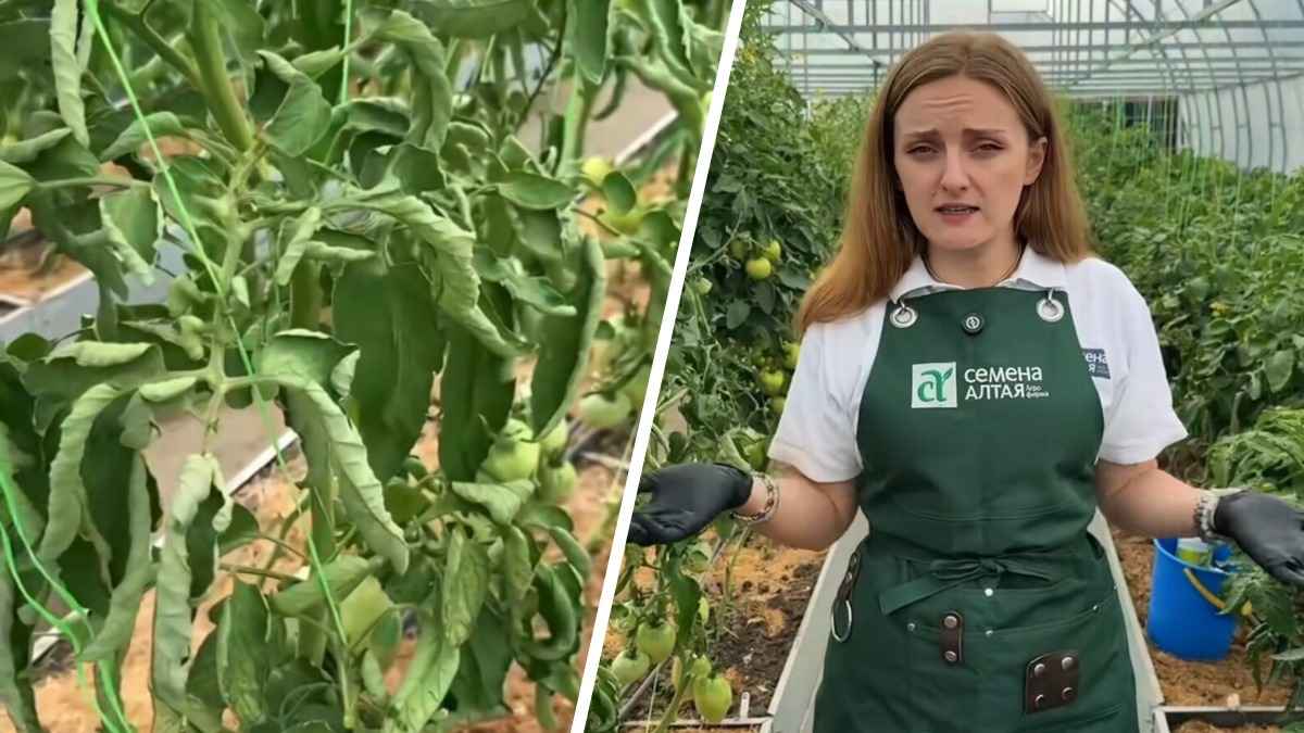 Почему листья на томатах скручиваются? Эксперт рассказала "куда бежать" и "что делать"