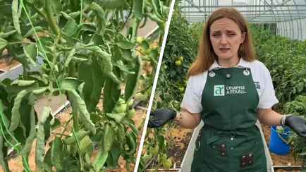 Почему листья на томатах скручиваются? Эксперт рассказала «куда бежать» и «что делать»