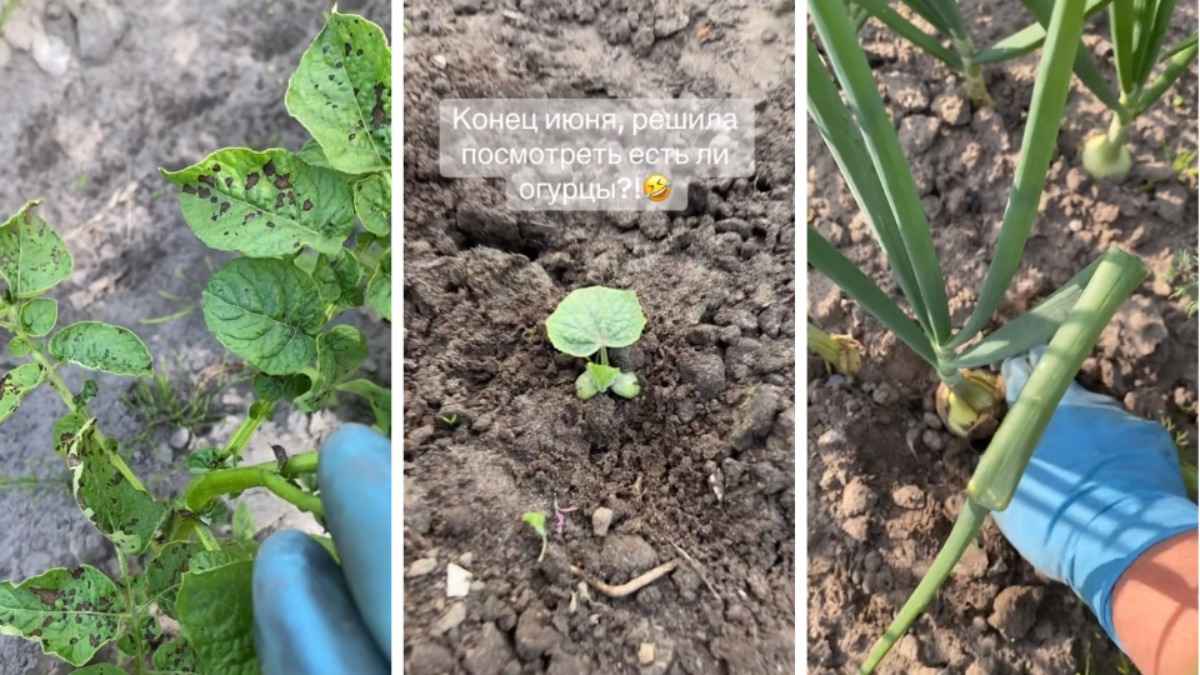 Вырастут ли лук и картошка? Белорусы поделились "грустными" видео с огородов, но дали оптимистичный прогноз на август