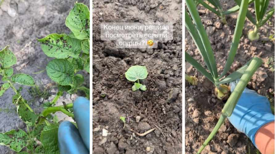 Вырастут ли лук и картошка? Белорусы поделились "грустными" видео с огородов, но дали оптимистичный прогноз на август