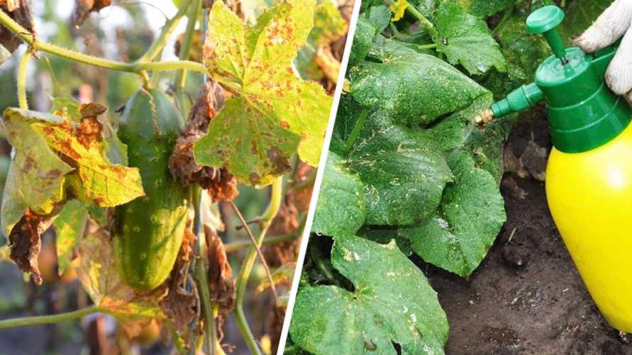 Не дайте фитофторе съесть ваши огурцы. Этот "коктейль" из 3 ингредиентов подействует как щит