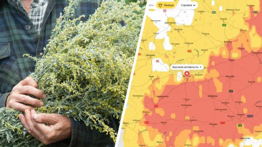 Синоптики предупредили белорусов о волне высокоактивной пыльцы. Когда приготовиться аллергикам?