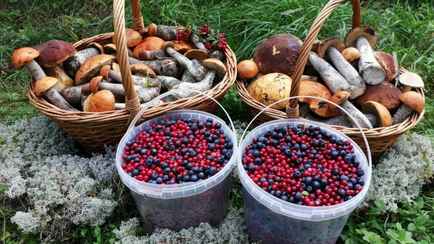 Белорусы сдали Белкоопсоюзу овощей и ягод на 134,5 млн рублей. Сколько тонн грибов принесли?