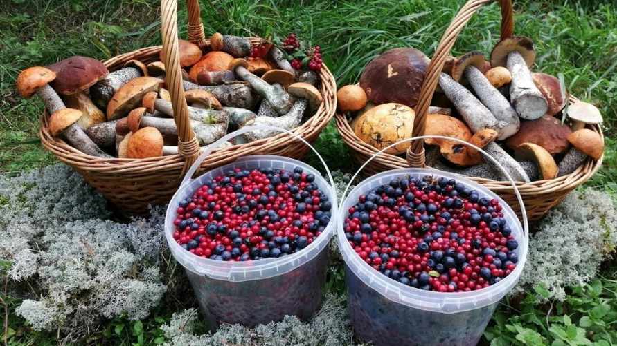 Белорусы сдали Белкоопсоюзу овощей и ягод на 134,5 млн рублей. Сколько тонн грибов принесли?