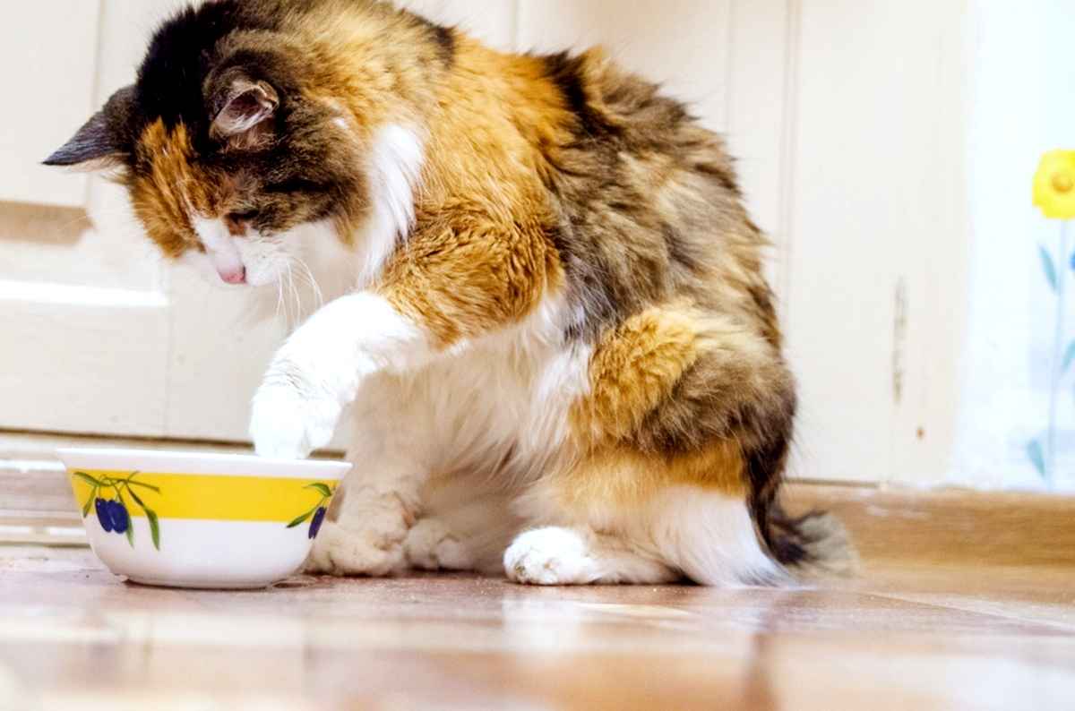 Почему кот выливает воду из миски? Вы можете исправить это, узнав 5 причин