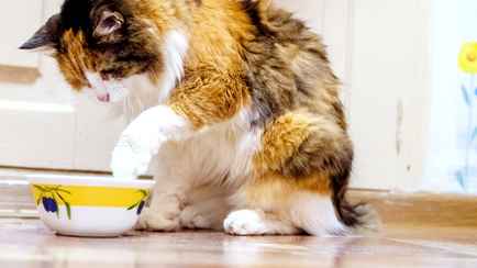 Почему кот выливает воду из миски? Вы можете исправить это, узнав 5 причин