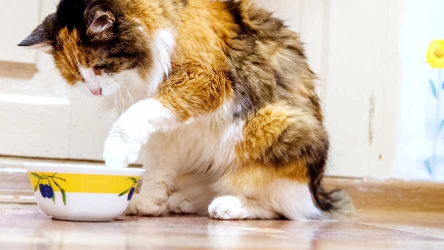 Почему кот выливает воду из миски? Вы можете исправить это, узнав 5 причин