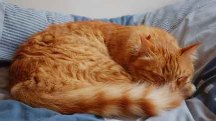 Замечали, что кошки чаще спят на левом боку? Ученые выяснили, почему это не случайность