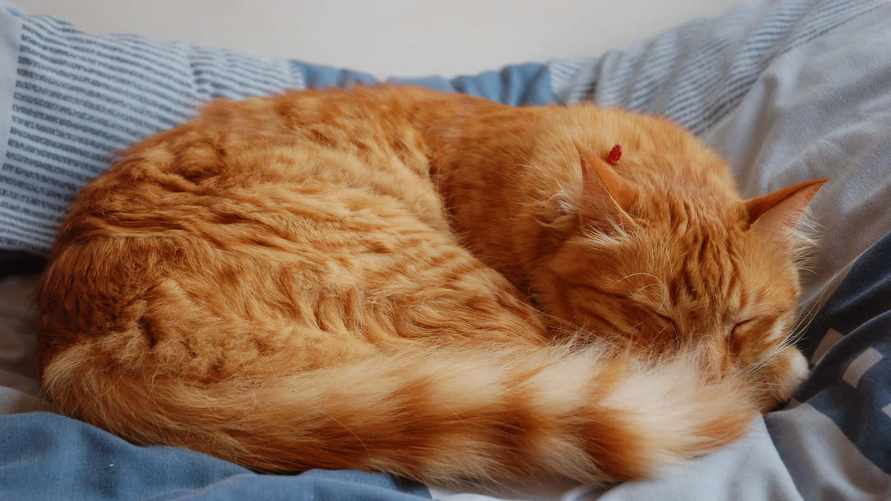 Замечали, что кошки чаще спят на левом боку? Ученые выяснили, почему это не случайность