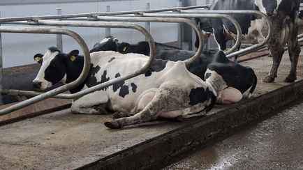 Почему в Беларуси рекордный падеж скота? В Академии наук назвали 3 основные причины