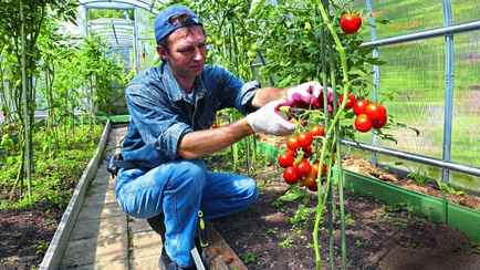 Эта частая ошибка оставит вас без томатов. Как белорусам спасти урожай?