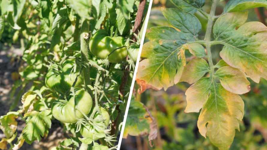 Листья помидоров начали желтеть? Немедленно сделайте это, чтобы предотвратить катастрофу