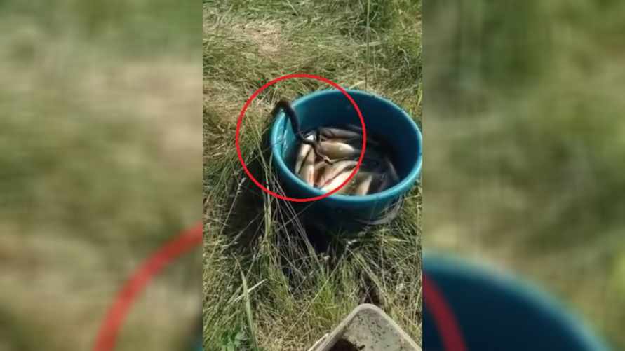 Видео ужа, пытавшегося стащить рыбу из ведра, заставило переживать сотни людей. Получилось?