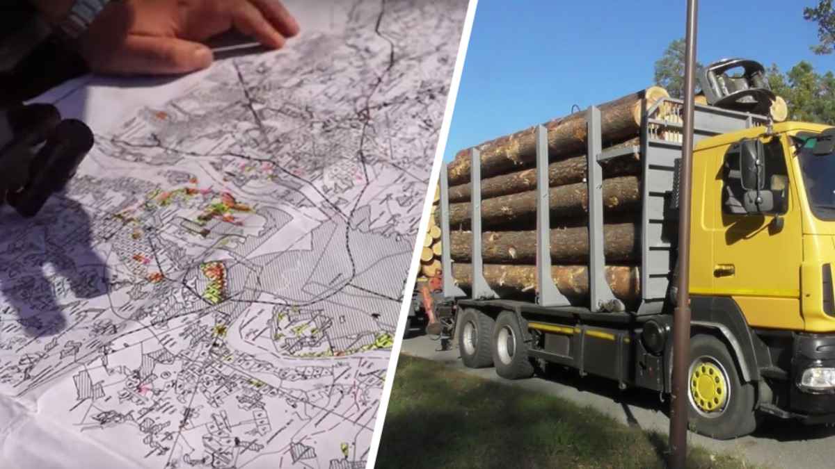 Минлесхоз Беларуси решил отследить со спутника поваленную штормом деловую древесину