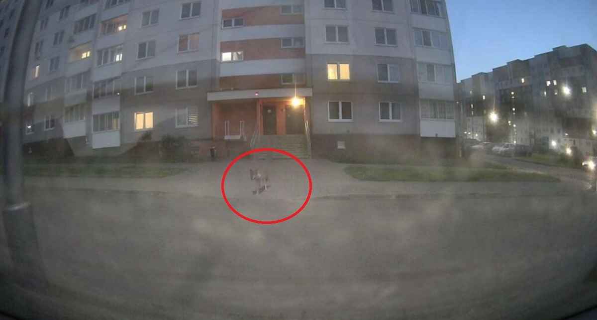 «Вёл себя очень агрессивно» - Милиционеры пристрелили волка, державшего в страхе пригород Минска