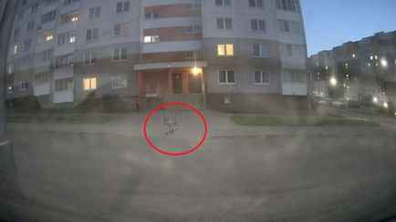 «Вёл себя очень агрессивно» — Милиционеры пристрелили волка, державшего в страхе пригород Минска