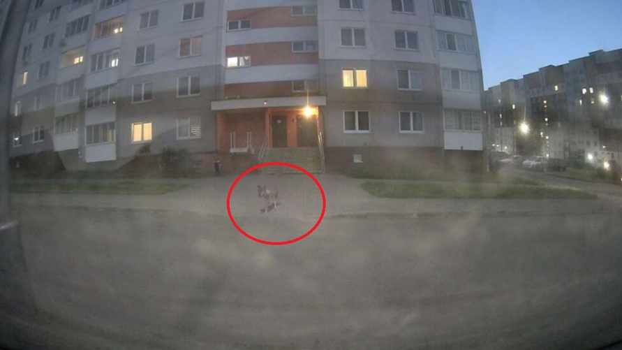 «Вёл себя очень агрессивно» - Милиционеры пристрелили волка, державшего в страхе пригород Минска