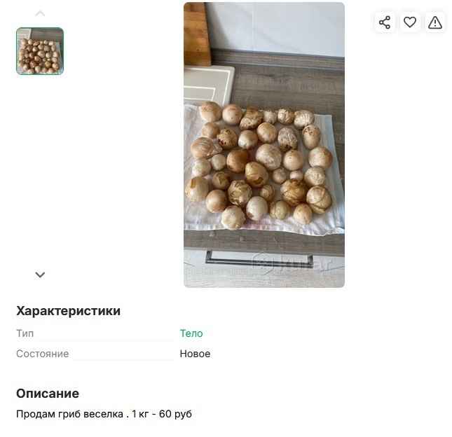 Грибники стали массово записывать видео, как едят чёртовы яйца. А это точно можно?