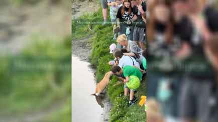 В Берёзе появилась живая рыжая и хитрая «достопримечательность»: «Наша капибара»