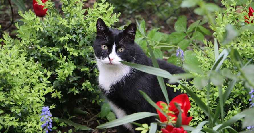 Садоводы посоветовали посыпать огород и газон приправой карри. Чем поможет?