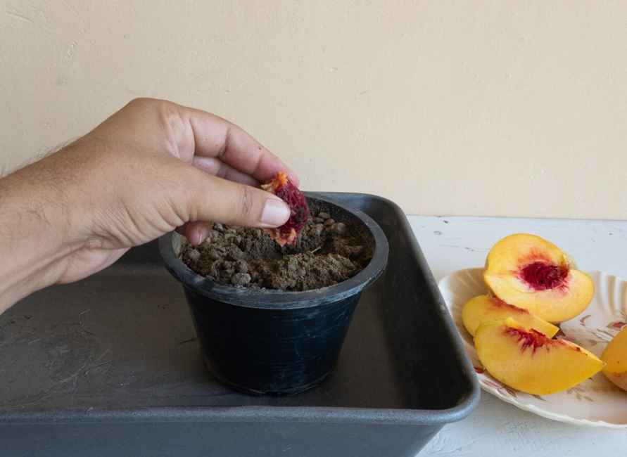 Как белорусам вырастить персик из косточки? Узнали, через сколько времени появятся фрукты