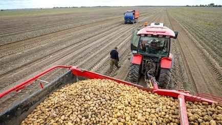 В Беларуси начали уборку картошки. Минсельхозпрод отчитался об урожайности