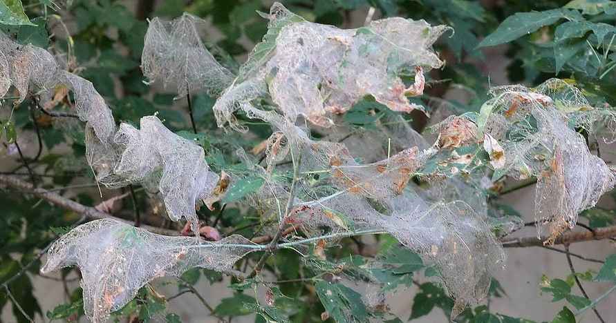 Так американская бабочка поражает растения