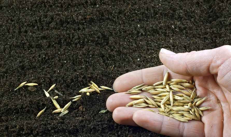 Посадите на месте картошки эти 6 растений на выбор в сентябре. Урожай в 2026 году будет намного больше