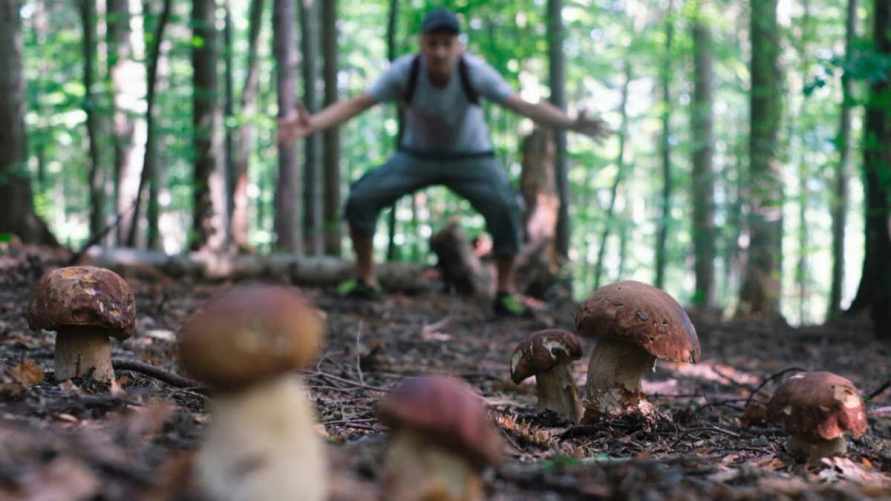 Миколог назвал грибы, в которых чаще всего встречаются личинки и яйца насекомых. Как правильно обработать?