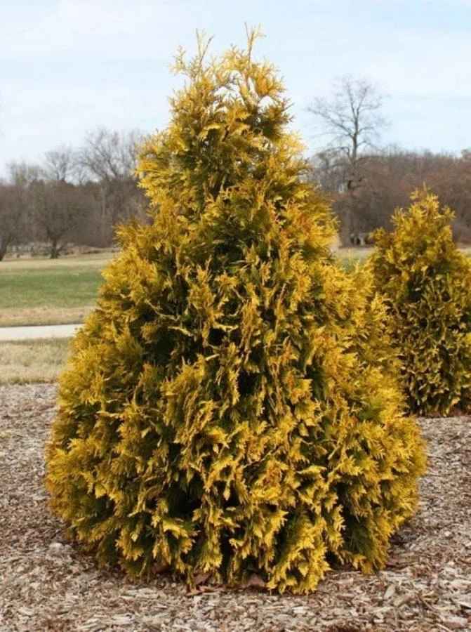 Туя не будет желтеть, если внести пару ложек этого удобрения в августе. Осенью уже будет поздно