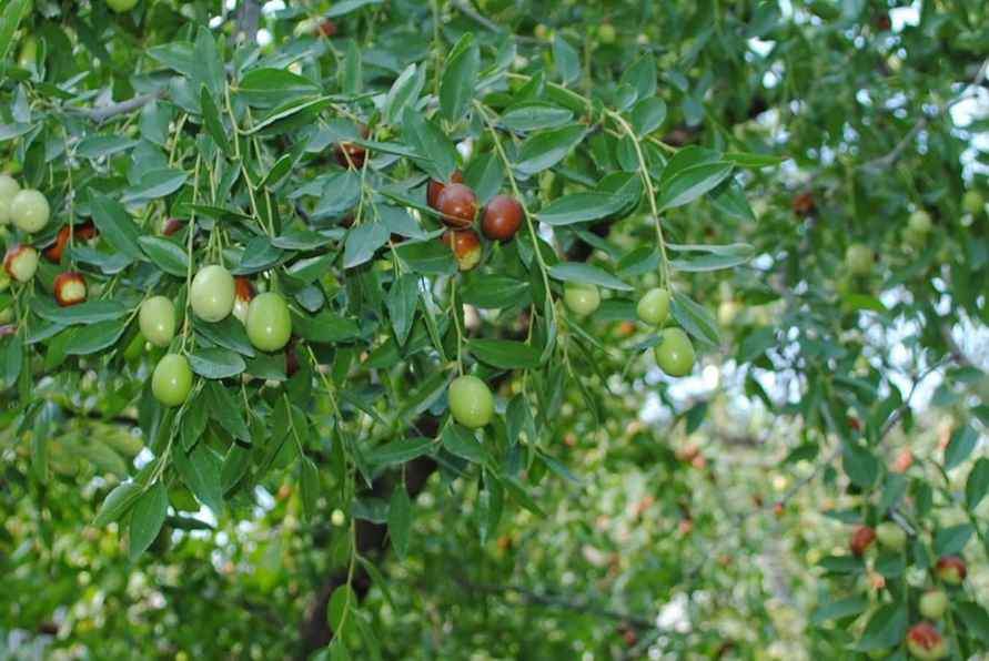 В Беларуси начали продавать ююбу. Что это и сколько стоит?