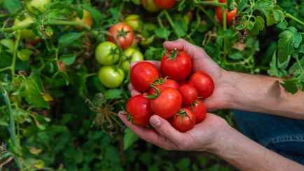 Как белорусам собрать больше помидоров? Сделайте одну процедуру до конца августа