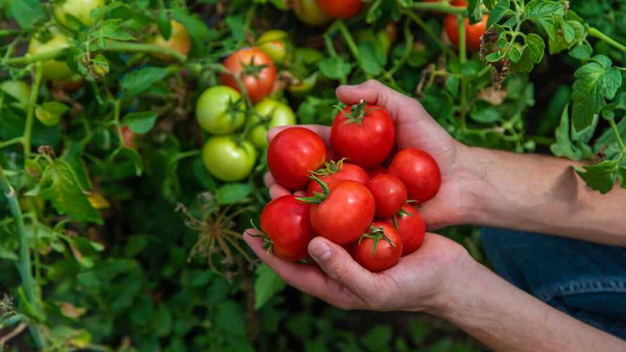 Как белорусам собрать больше помидоров? Сделайте одну процедуру до конца августа