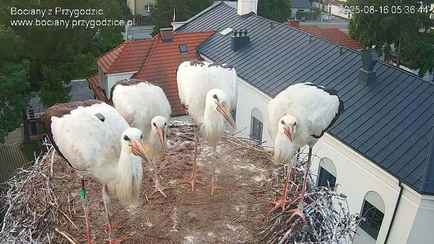 Сколько километров в день пролетают аисты по пути в Африку? Учёные устроили реалити-шоу с птицами