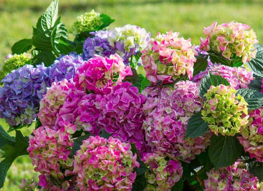 Подкормите гортензию этим раствором, чтобы она пышно цвела и осенью. Пригодятся опавшие яблоки