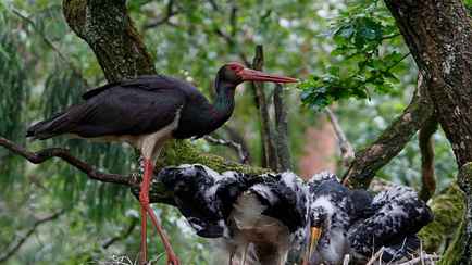 В Беларуси выбрали Птицу года-2026