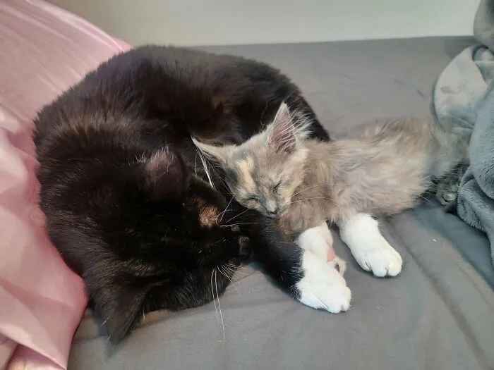 10 кошачьих пар, чьи отношения растопили сердца интернет-пользователей