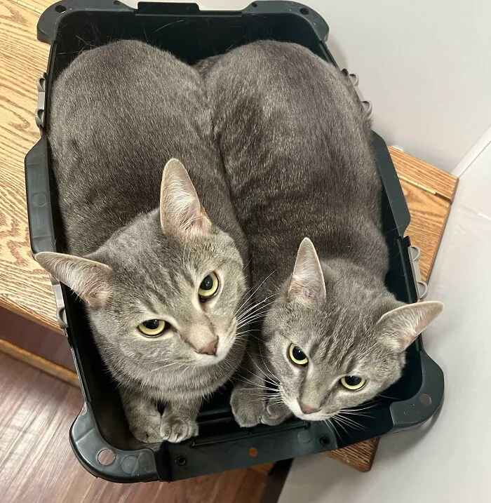 10 кошачьих пар, чьи отношения растопили сердца интернет-пользователей