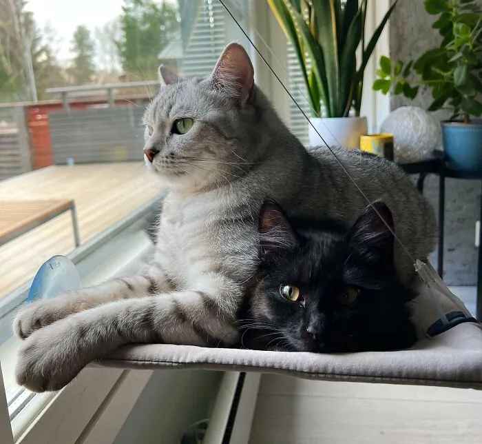 10 кошачьих пар, чьи отношения растопили сердца интернет-пользователей