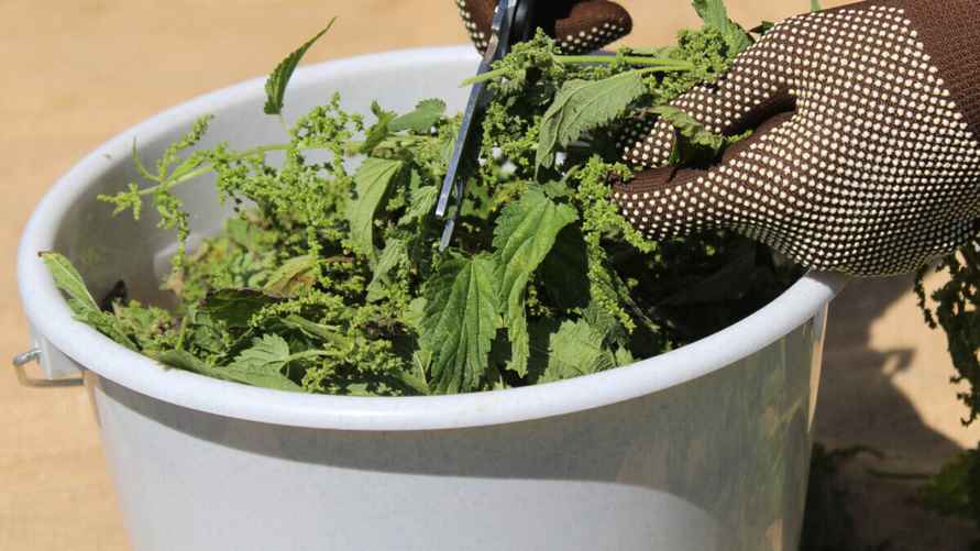 Садоводы посоветовали подкормить помидоры, огурцы и перцы летними отходами. Как приготовить средство?