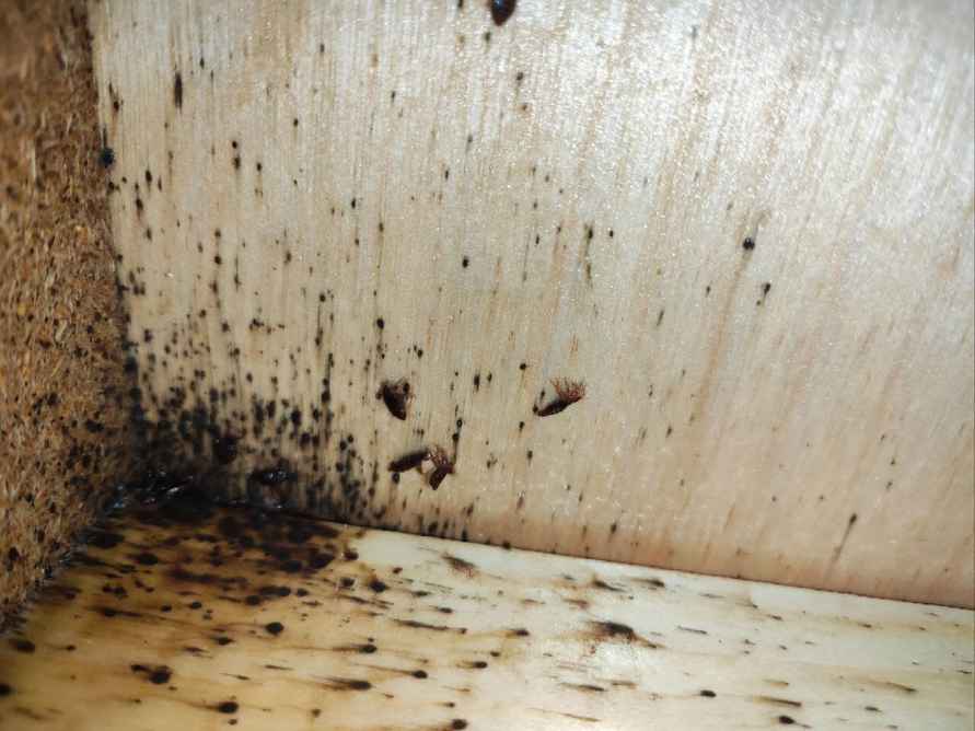 Народные методы не помогут — Дезинсекторы объяснили, почему белорусы находят клопов дома слишком поздно