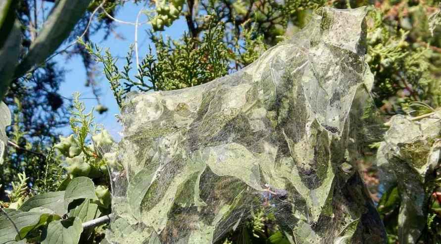 В Пинском районе ввели карантин