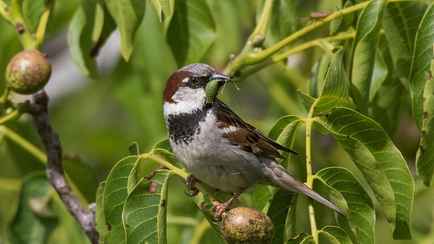 В России решили пересчитать всех воробьёв