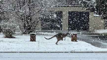 Австралию накрыло 50-сантиметровым слоем снега